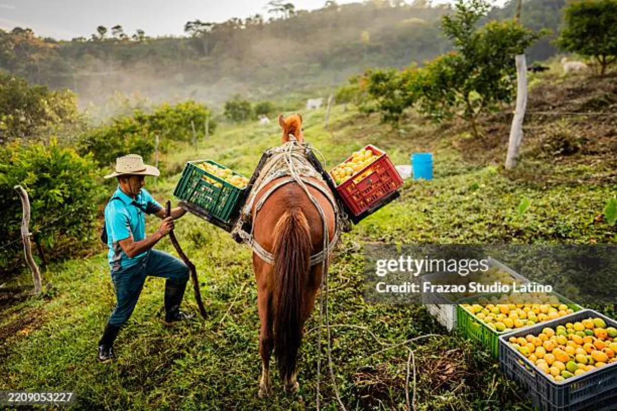 芒果视频 - 广西百色芒果种植合作社负责人老韦