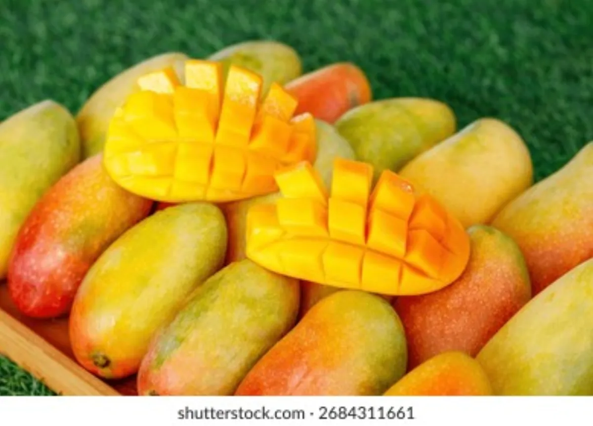 芒果视频 - 成熟金黄的芒果特写