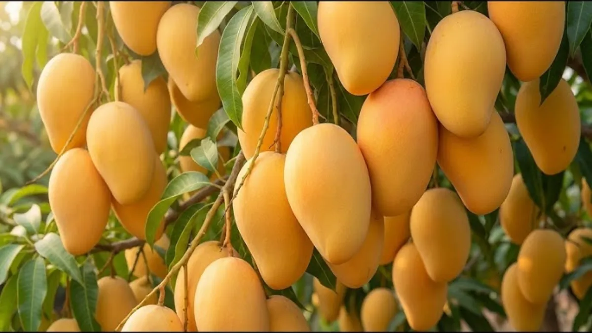 芒果视频 - 果农采摘成熟芒果的丰收时刻